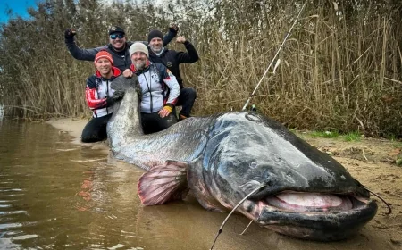 Polish anglers catch massive catfish, potentially breaking length record