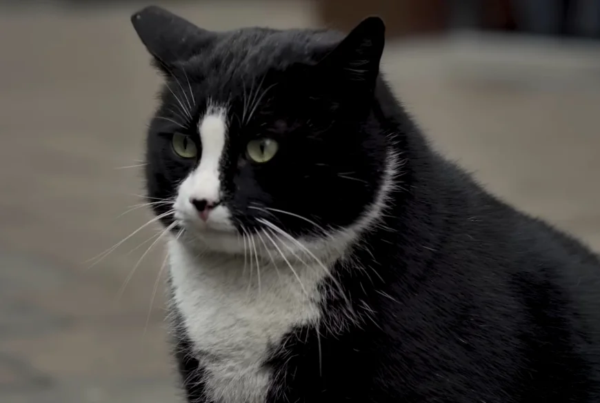 Gacek, the cat who charmed Poland: from Google Maps star to Szczecin’s ecological symbol