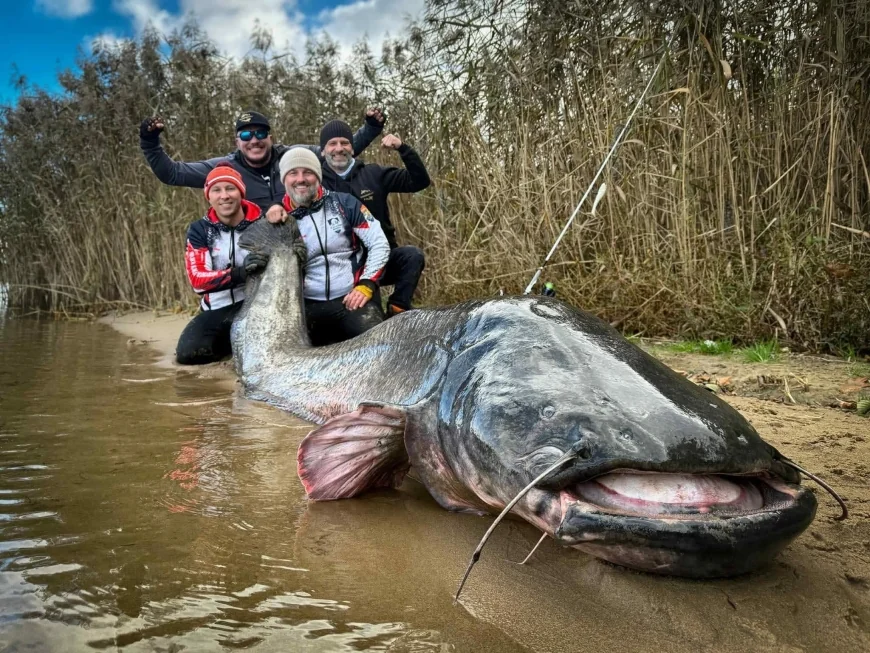 Polish anglers catch massive catfish, potentially breaking length record